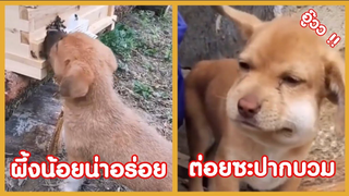 รวมคลิปตลกๆ : เล่นซะปากบวมเลย……