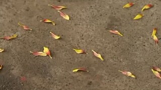 "He loves me he loves me not" episode 1