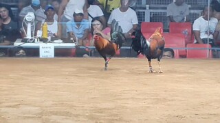 FIGHT 41 LOSS