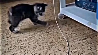 #Cute animals like and follow