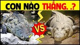 Alligator Tử Chiến Crocodile | Con Nào Thắng - Thành Hung Thần Cá Sấu