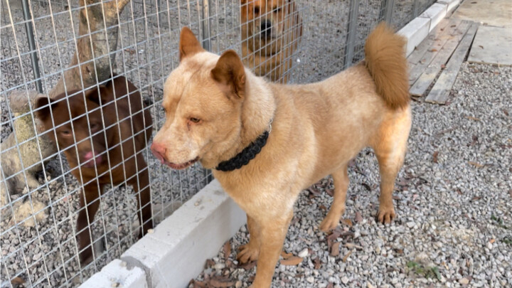 Anjing penggembala B Zai pergi berpatroli di wilayah itu untuk hari lain.