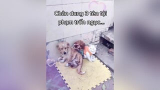 Leo rào rồi phá tung hết nhà cửa lên bị ba phạt...cunyeucuadua yeucho yeuchomeo cún cúncon chó chómèo chócon chókhôn yeuchomeo chócute