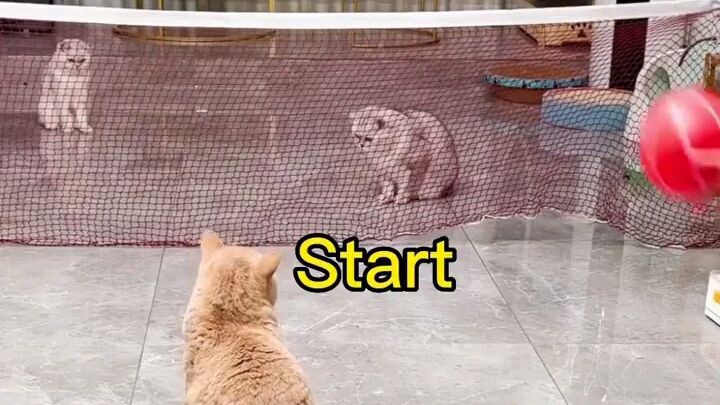 meow tranh tài