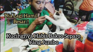 Kucing Liar Minta Makan Bakso Kasihan Lagi Hamil Besar | Cara Memintanya Lucu banget..!