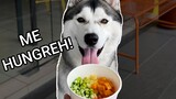 Husky Eats Poké Bowl l ASMR Feast Friday Ep #4