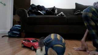 car crash vs dog with sword
