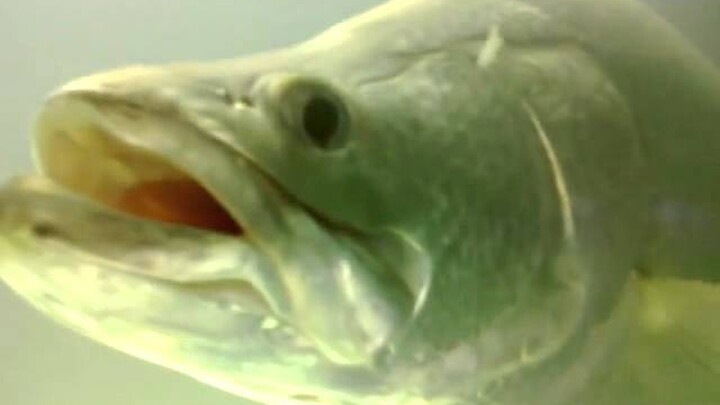 Cá Vược, Cá Chẽm ăn mồi - Barramundi Feeding - Long aqua
