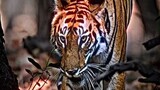 real tiger 😱
