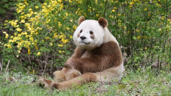 Unique Brown Giant Panda