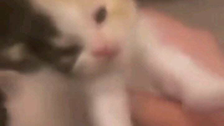 cowo ketika namain kucing