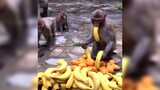 Monkeys and their food