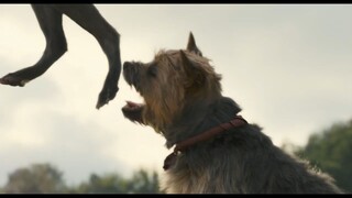 Strays - Watch Full Movie In Description