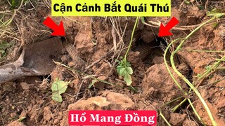 Cận Cảnh Bắt Rắn Hổ Mang Đồng Siêu To Khổng Lồ | NhâmHNTV