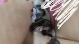 Musang Pandan