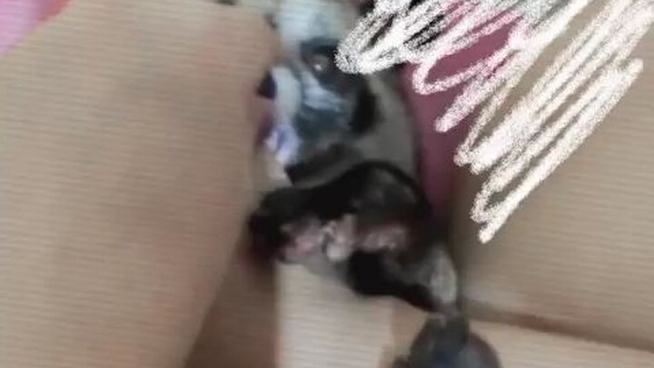 Musang Pandan
