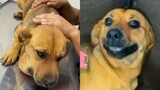 Cajeta Is RUSHED INTO EMERGENCY With Snake Bite - Rescue Stray Dogs