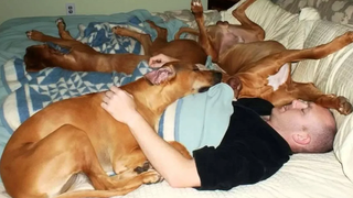 Cute Puppy Dogs Love To Sleeping with Owner - การรวบรวมวิดีโอสุนัขตลก 2018