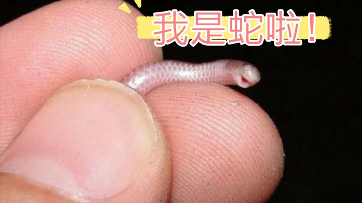蚯蚓？蛇？神奇小动物【盲蛇开箱】