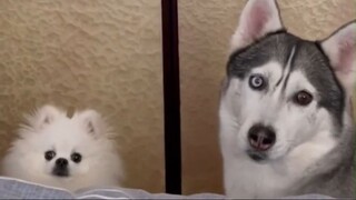 Husky | Hôm nay bà đến thăm đấy Mễ Tu