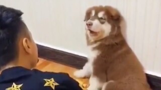 [Hewan] Kejadian-kejadian lucu para anjing