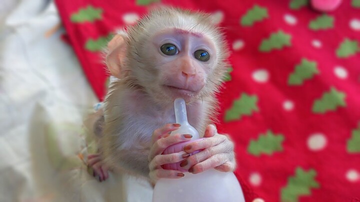 Beautiful Baby Monkey!! Wow, So adorable tiny Luca holding a milk bottle listening to Mom talking