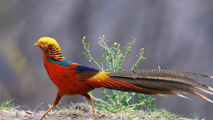 Ayam cantik sebenarnya, peringkat visual Galliformes (Bagian kedua)