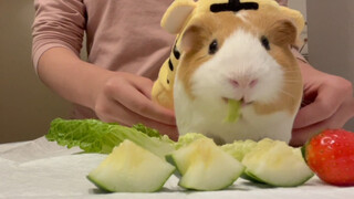 [Animal] [Guinea Pig] A Good Meal