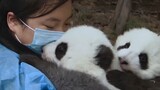 How a panda nanny plays with panda babies everyday?