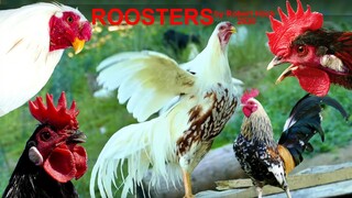 THE BIG ROOSTERS CROWING COMPILATION with Ayam Serama / Yokohama - Krährufe der Hähne im Vergleich