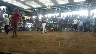 JU GAME FARM.   PURE RAPTORS     Mag, daddy ang umakyat sakalam