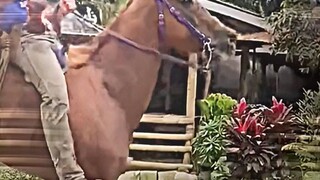 drinking a red horse while riding in red horse