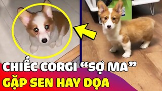 Cười xỉu với chiếc Corgi 'SỢ MA' nhưng suốt ngày lại bị con Sen 'HÙ DỌA' 😂 | Gâu Đần