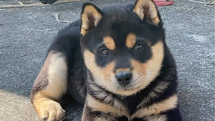 Đây là chó chăn nuôi Trung Quốc (được mạ vàng) chứ không phải Shiba Inu, bạn đừng nhầm nhé.