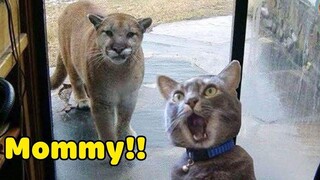 Funny Reactions Of Cats - Pets Compilation 2021 MEOW