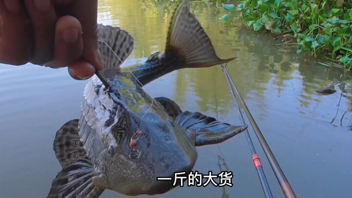 连下几天暴雨这些鱼都疯了吗？空钩都能钓到！