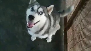 beautiful and aggressive husky dog