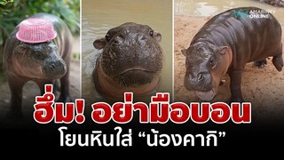 สวนสัตว์อุบลฯ วอนอย่าโยนก้อนหินใส่ "น้องคากิ" ลูกฮิปโปแม่พะโล้ | อมรินทร์อัปเดต