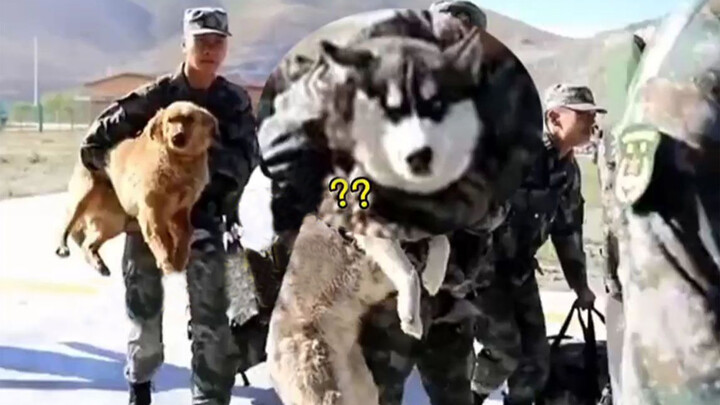 Funny Moment: Dogs in the Army