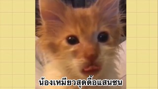 เพื่อนตัวน้อยแสนซน : น้องเหมียวสุดดื้อแสนซน