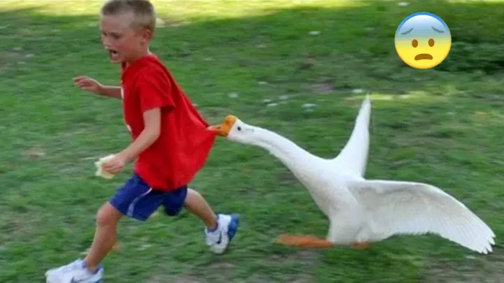 Funny Animal Videos Of The 2021 🤣 Best Animal News Bloopers Compilation - Bilibili Funny Animal Videos Of The 2021 🤣 Best Animal News Bloopers Compilation - Bilibili