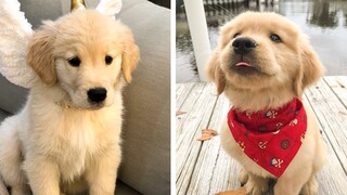 AWW 🥰 The Best Adorable Golden Puppies in The Planet Makes Your Heart Melt 🐶|Cutest Puppies