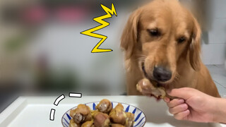 [Dogs Clip] ซื้อของออนไลน์ต้องระวังนะ ดูสิน่องไก่เล็กเกินไปแล้ว