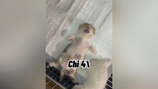 Cháu Chi comeback ạ mèo cute cat