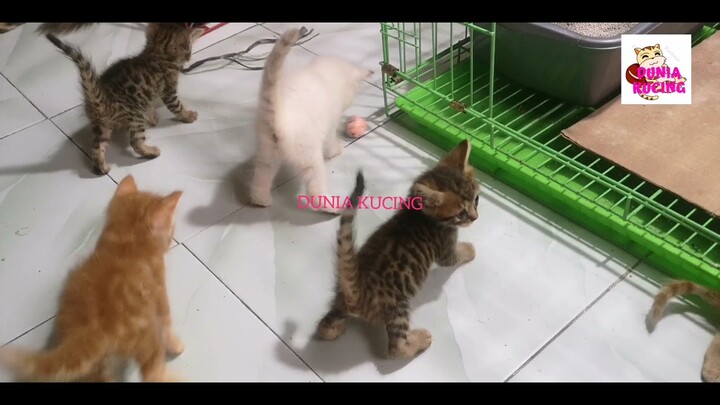 Anak Kucing Persia Dengan Kucing Hutan. Bobcat vs Cat