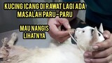 Astagfirullah Kucing Yang Lumpuh Icang Tiba-Tiba Harus Di Rawat Lagi..!
