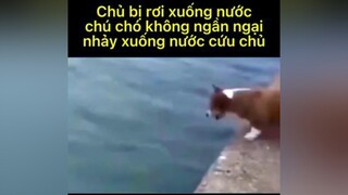 Chúng luôn yêu thương chủ nhân của chúng vô điều kiện, kể cả trời đất có sụp đổ trong chốc lát thì chúng cũng sẵn lòng che chắn cho chúng ta. thucung doglover xuhuong trending fyp