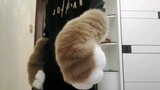 [Fursuit] Sarung Tangan Kucing Seharga 140 Yuan!