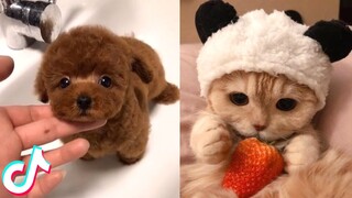 The Cutest Pets I found on TikTok 🥰