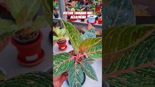 bertani tanaman hias aglaonema guys...